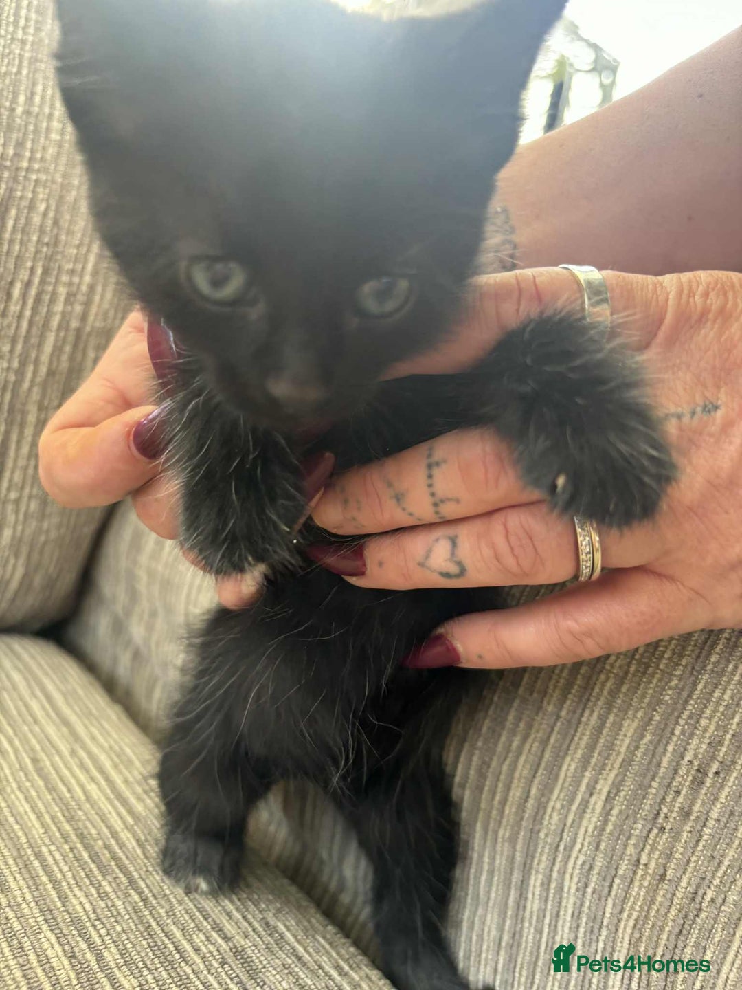 Mixed Breed cats for sale: 6 beautiful kittens - Image 4