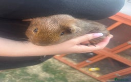 Guinea Pig rodents for sale: Guinea pigs  - Image 2