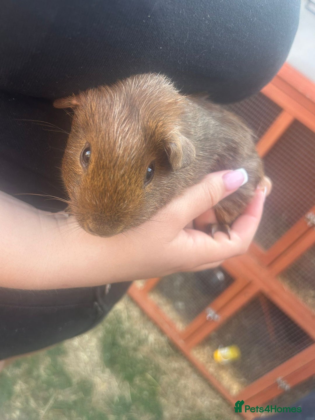 Guinea Pig rodents for sale: Guinea pigs  - Image 2