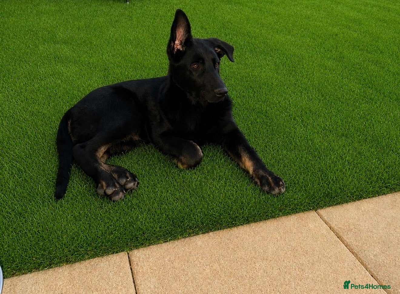 German Shepherd dogs KC REGISTERED GERMAN SHEPARD  - Advert 2