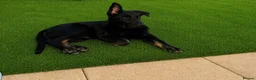 German Shepherd dogs for sale: KC REGISTERED GERMAN SHEPARD  - Advert 2