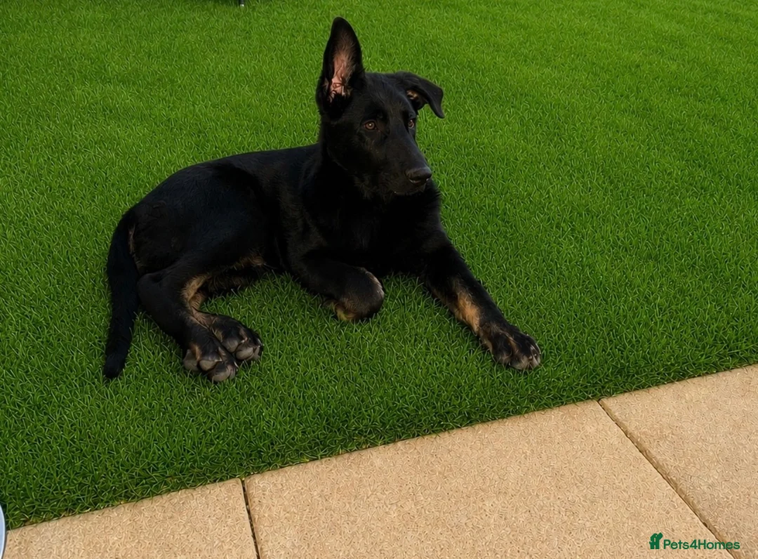 German Shepherd dogs for sale: KC REGISTERED GERMAN SHEPARD  - Advert 2