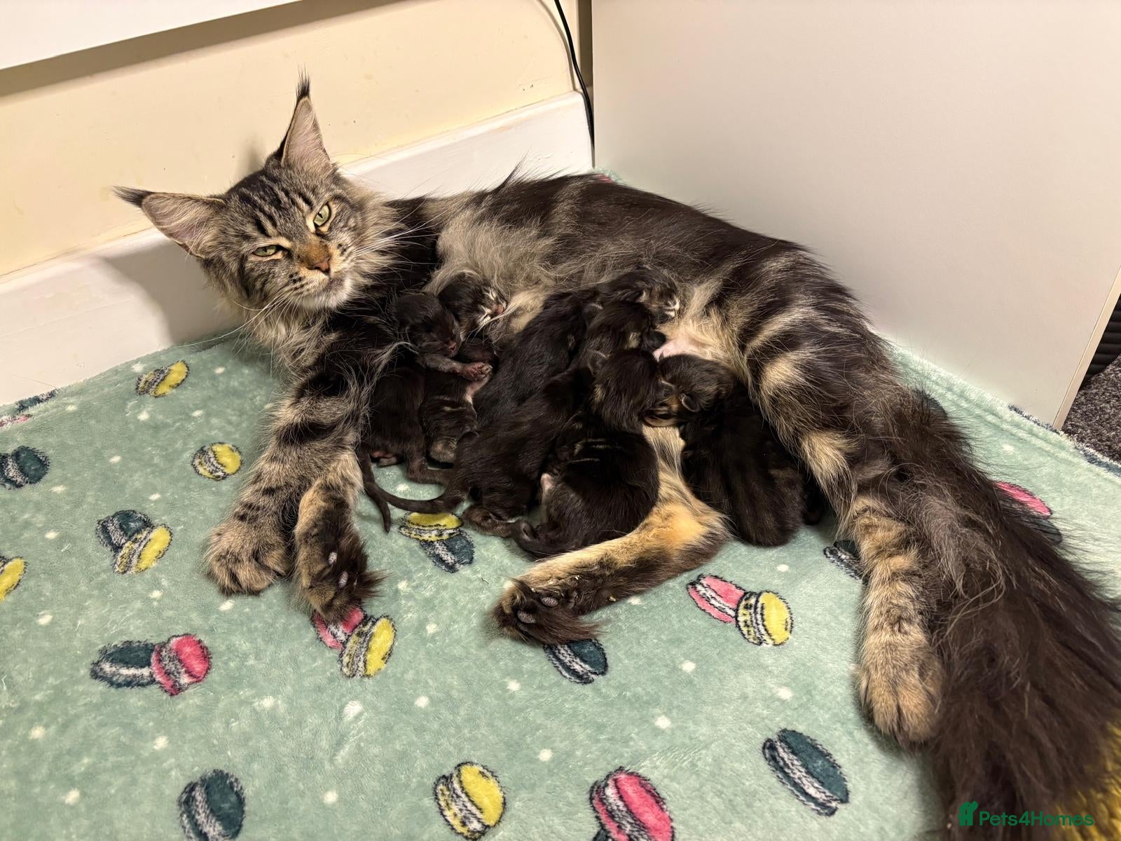 Maine Coon cats Maine Coons Kittens Ready to leave  - Advert 1