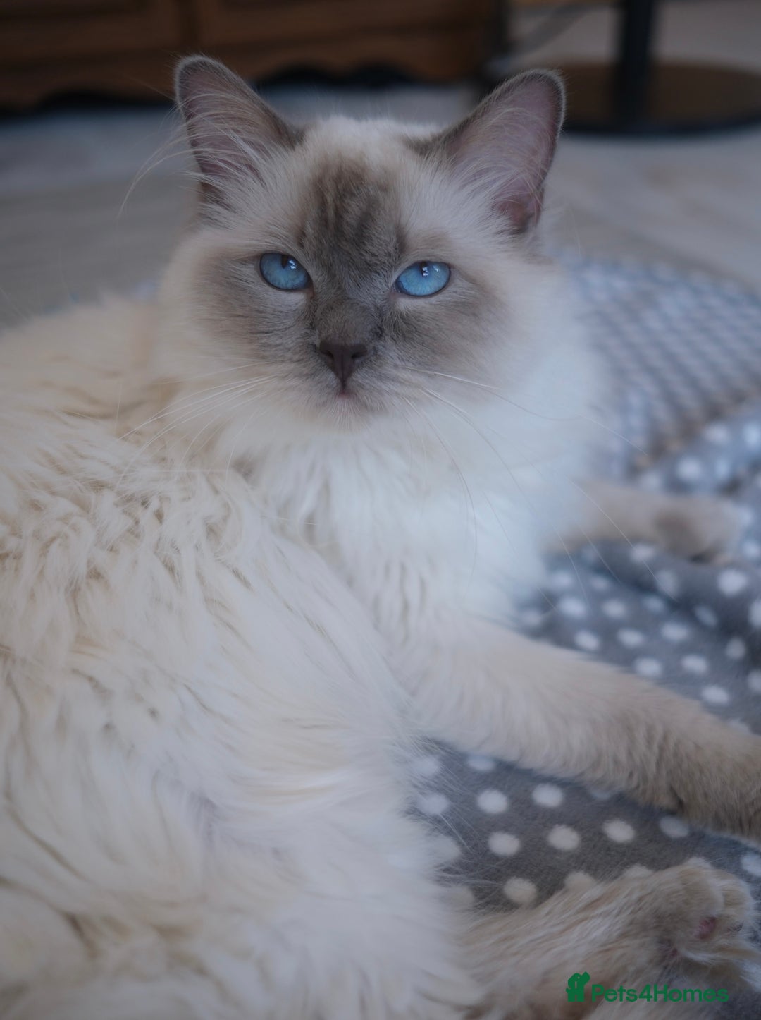 Ragdoll cats for sale: Championship 5 Generation Pedigree GCCF Ragdolls  - Image 4