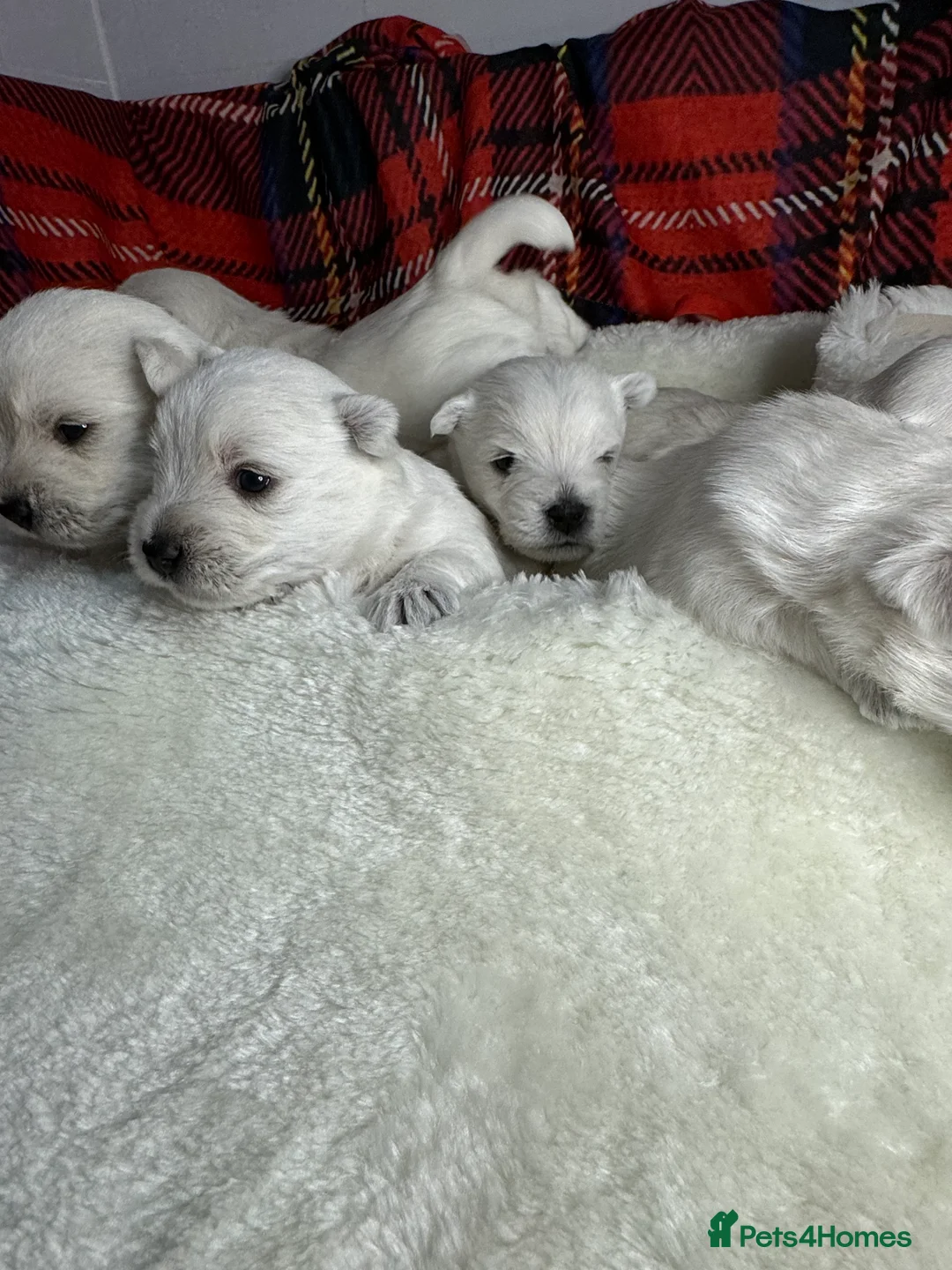 West Highland Terrier dogs for stud: West Highland Terrier in Lanark - Advert 8