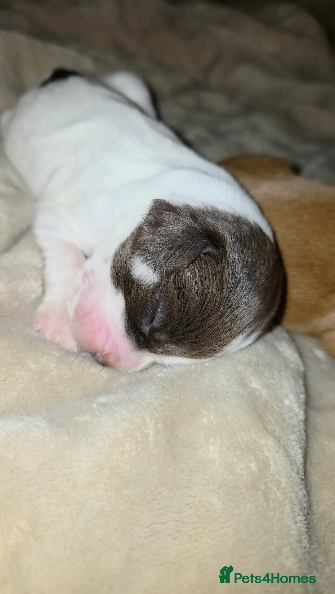 Cocker Spaniel dogs for sale: Cocker spaniel pups ready NEXT WEEK - Advert 5