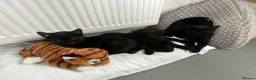 Mixed Breed cats for sale: Beautiful kittens ready for forever homes.  - Advert 7