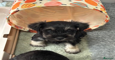 Miniature Schnauzer dogs - Advert 8