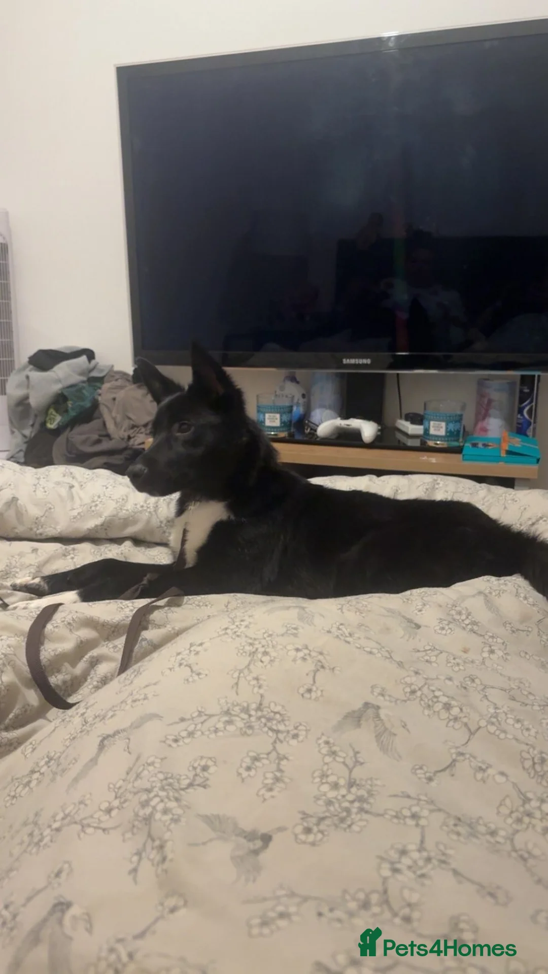 Border Collie dogs for sale: Border Collie Male in Liverpool - Advert 1