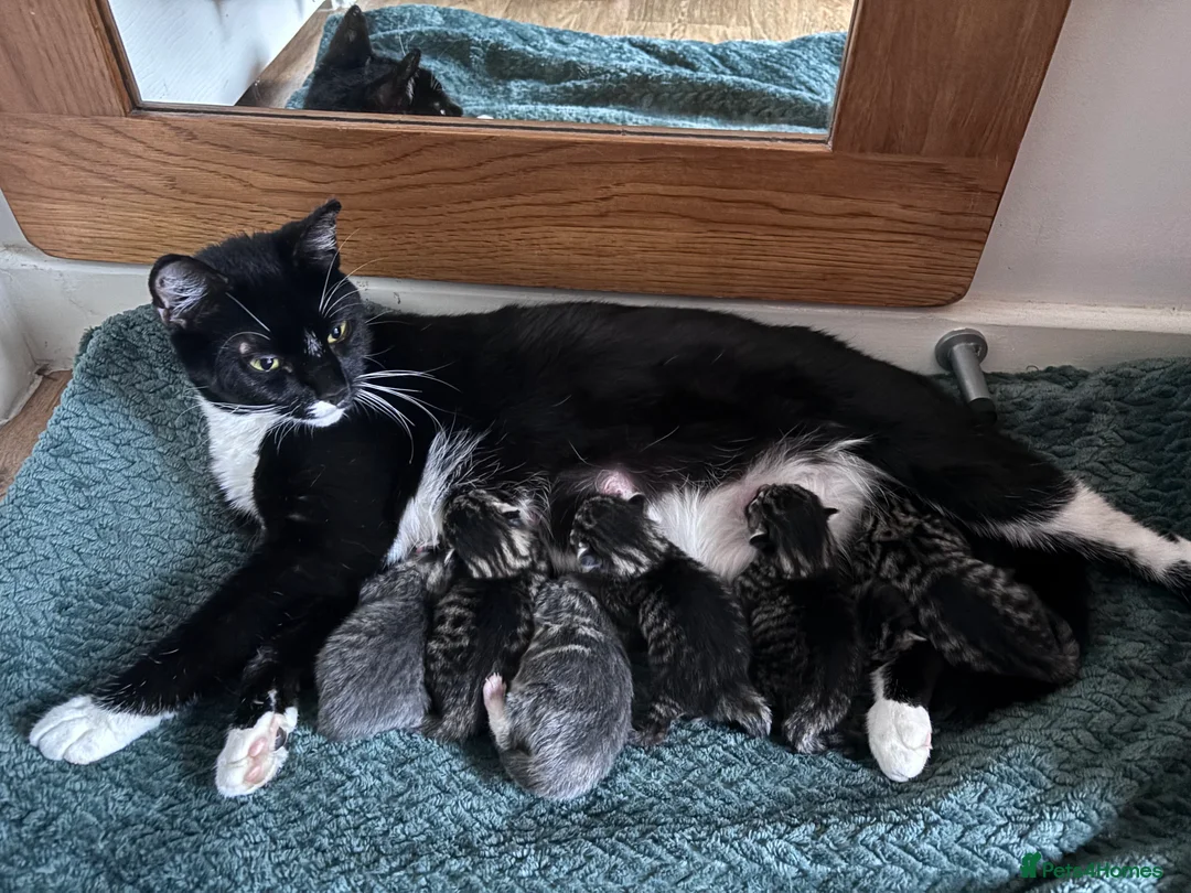 Mixed Breed cats for sale: Beautiful kittens  - Advert 2