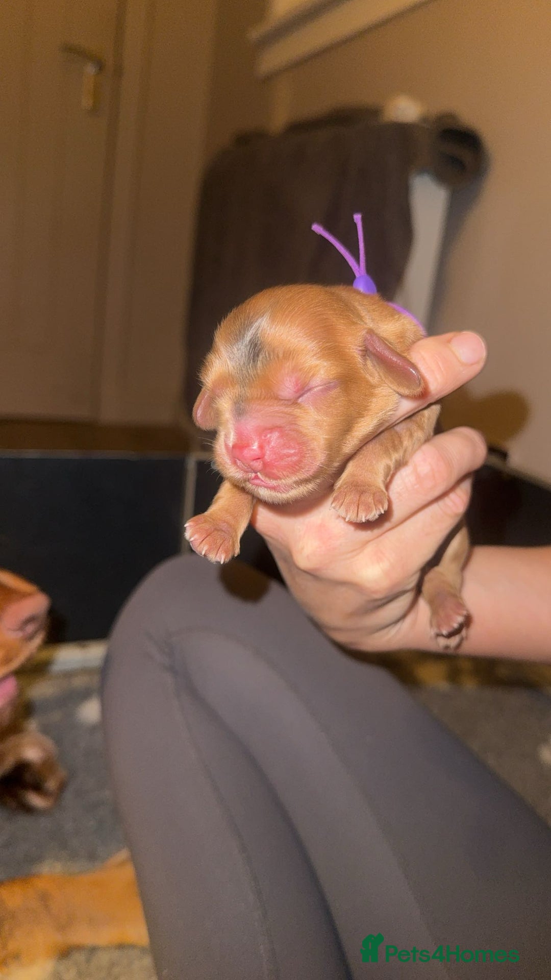 Cocker Spaniel dogs for sale: KC Reg Show Cocker Spaniel Puppies  - Advert 14