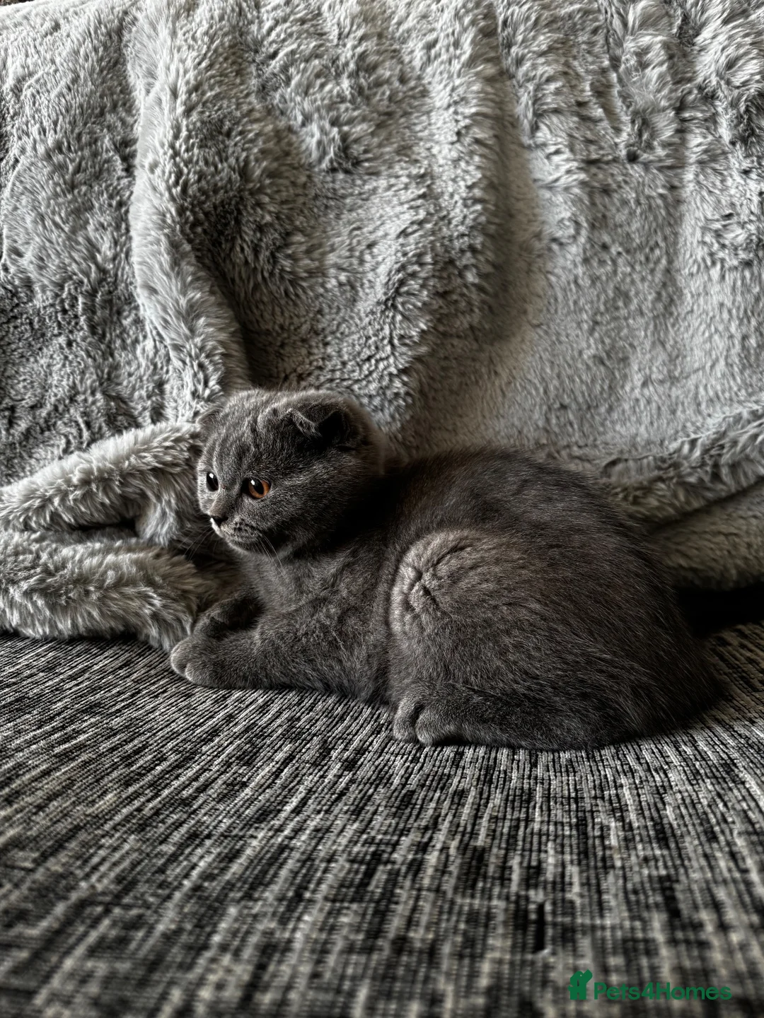 Scottish Fold cats for sale: Ready Now - Beautiful Scottish Kittens - Advert 2