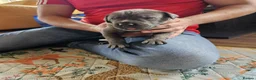 Mixed Breed dogs for sale: Cane Corso x Performance Mastiff   - Advert 35