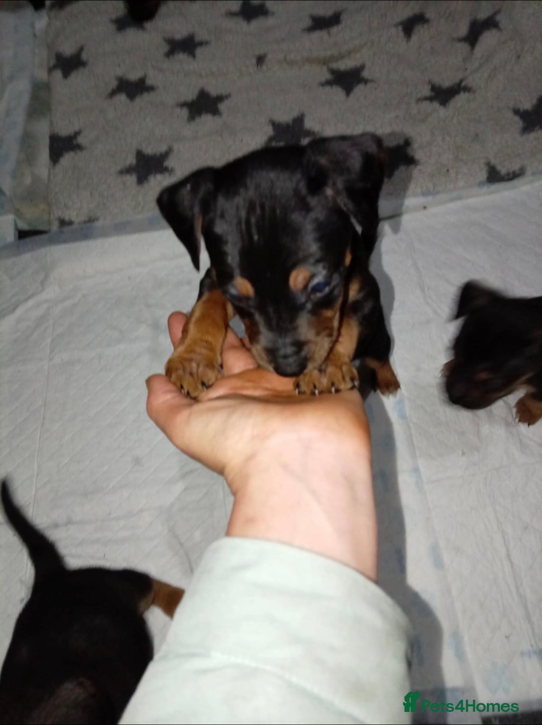 Mixed Breed dogs for sale: Patterjack x staffy puppies available  - Advert 6
