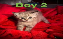 Siamese cats for sale: Last 2 Gorgeous Siamese Boys  - Image 4