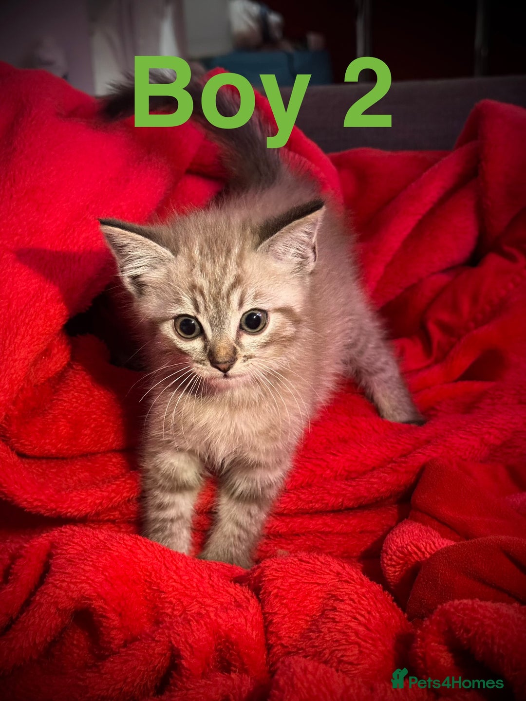 Siamese cats for sale: Last 2 Gorgeous Siamese Boys  - Image 4