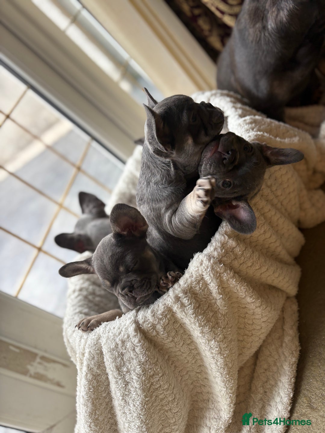 French Bulldog dogs for sale: KC Registered French Bulldog puppies for sale - Image 13