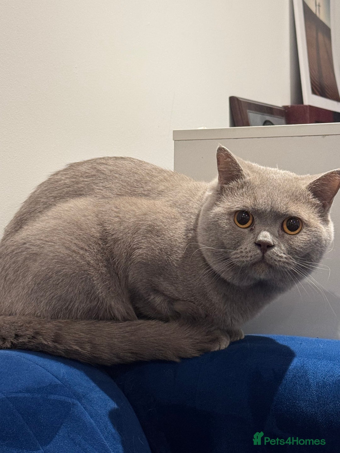British Shorthair cats for sale: 2 BSH cat for sale - Advert 2