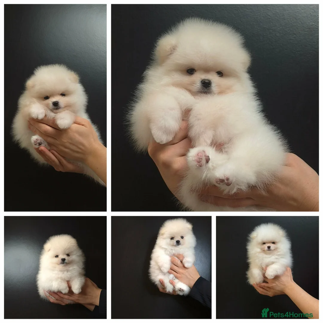 Pomeranian dogs for sale: Quality Pomeranian Puppies Chunky Teddy Bear Type - Advert 1