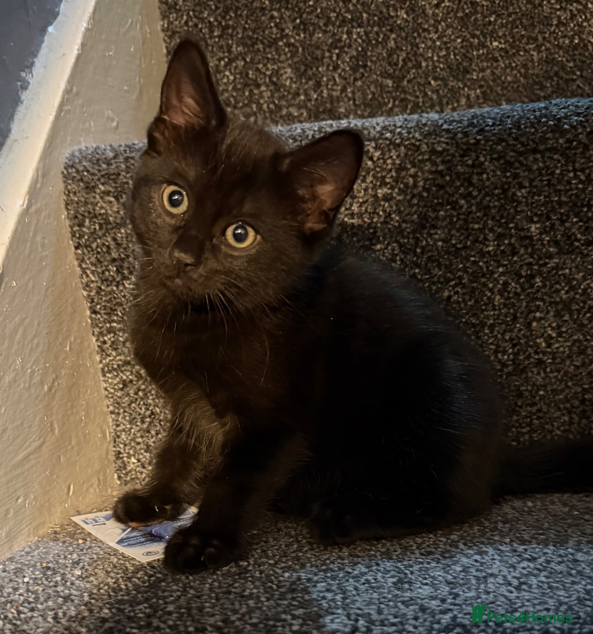 Mixed Breed cats Black kitten - Advert 6