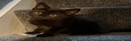 Mixed Breed cats for sale: Black kitten in Dover - Advert 1