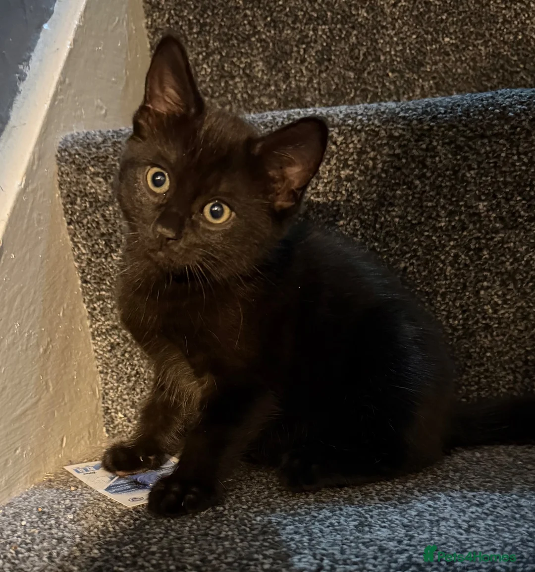 Mixed Breed cats for sale: Black kitten in Dover - Advert 1