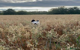 Border Collie dogs for sale: Atlas, beautiful border collie - Image 5