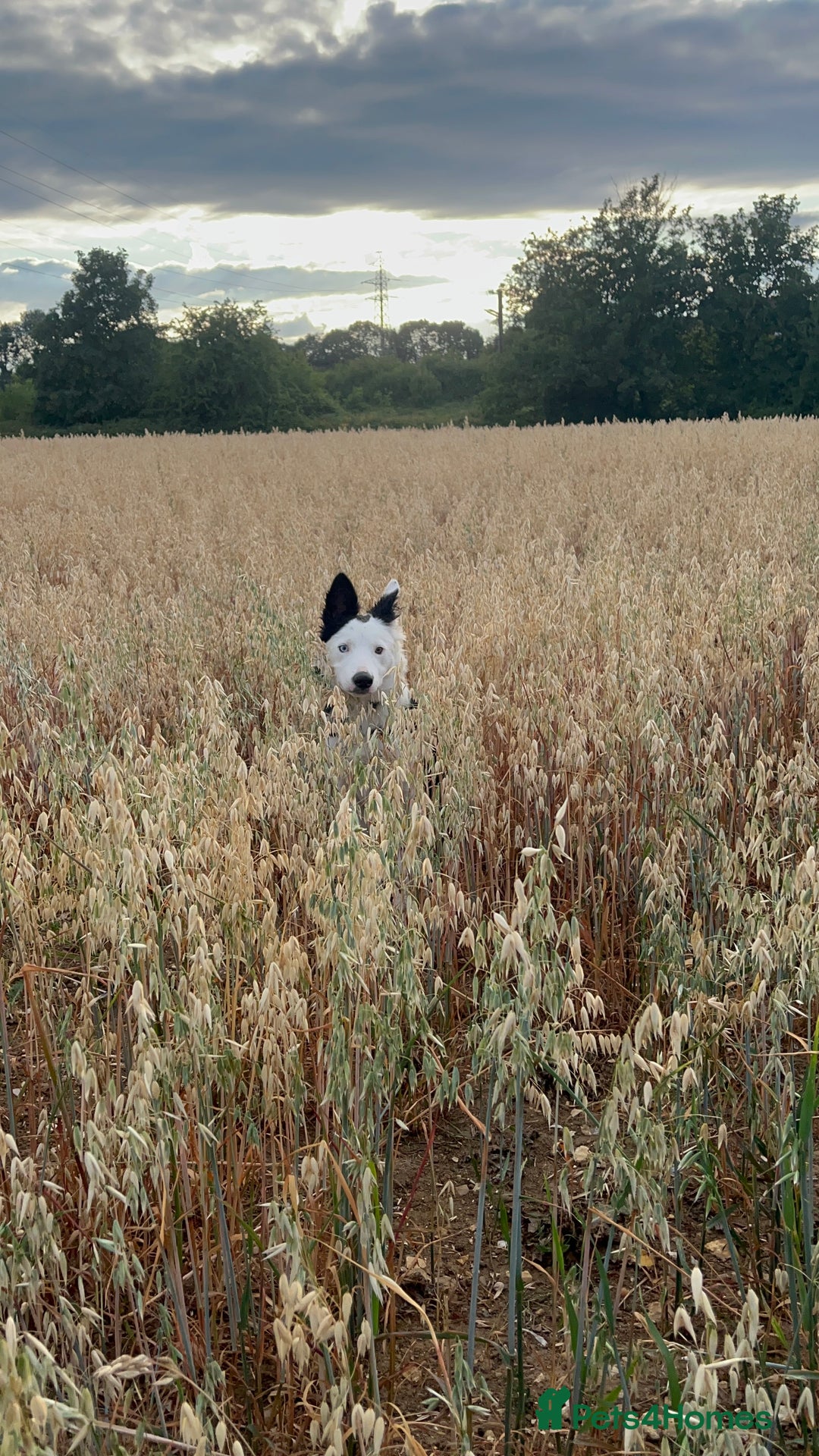 Border Collie dogs for sale: Atlas, beautiful border collie - Image 5