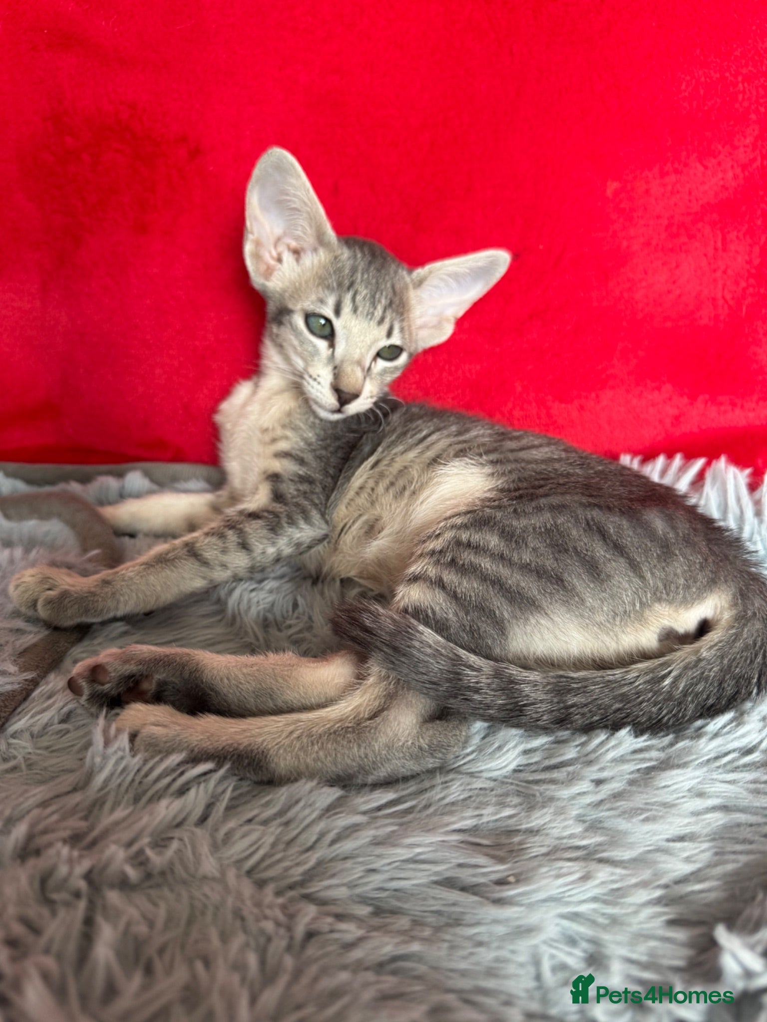 Peterbald cats Tica registered Peterbald girls  - Advert 1