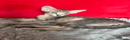 Peterbald cats for sale: Tica registered Peterbald girls  in Maidstone - Advert 1
