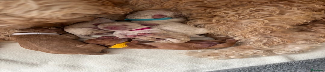 Cockapoo Puppy 6