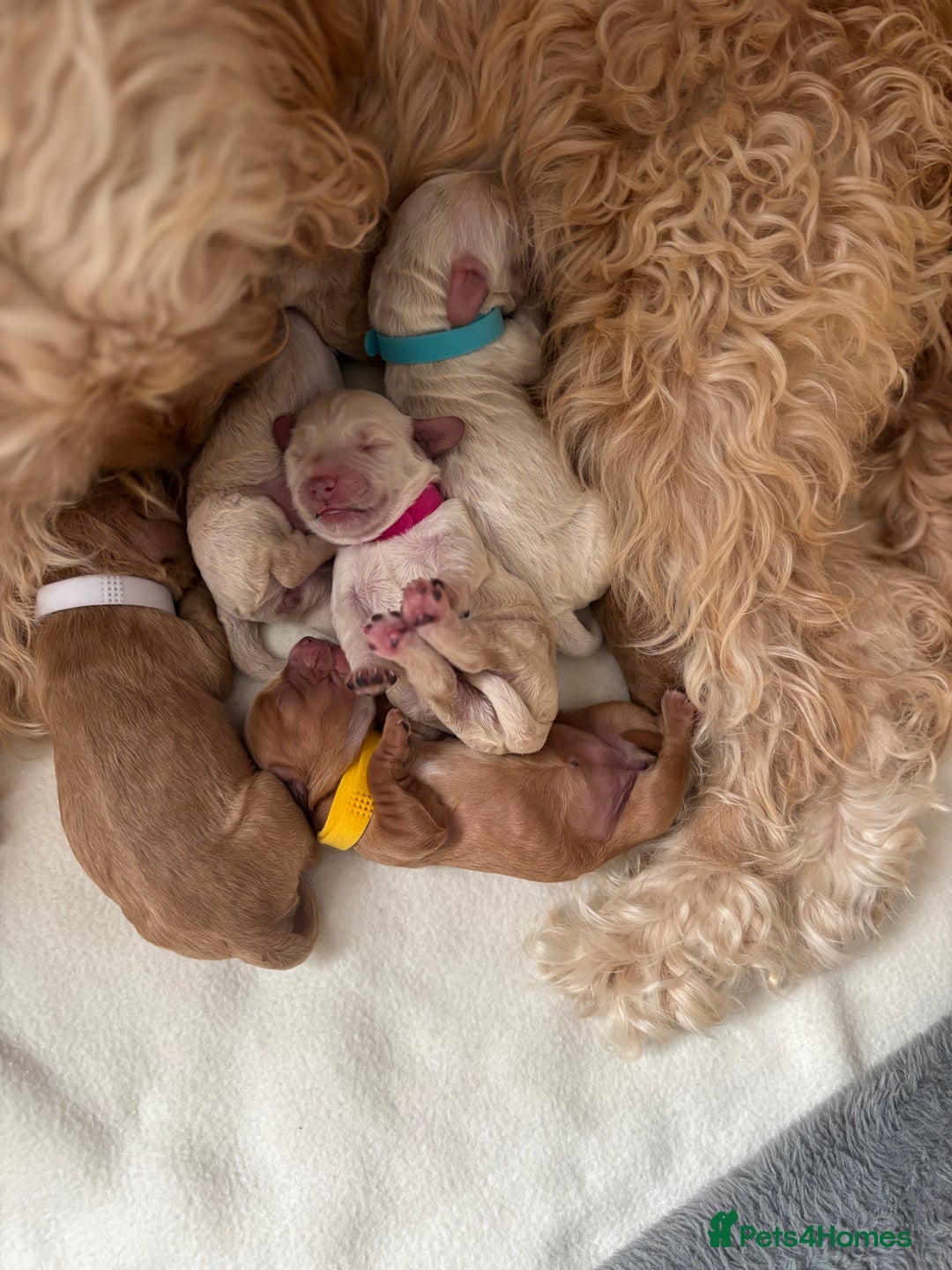 Cockapoo dogs for sale: Cockapoo puppies for sale- extensive DNA tested - Image 4