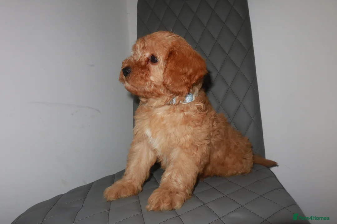 Cavapoo dogs for sale: 1 male Cavapoo puppy  - Advert 10