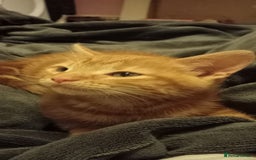 Domestic Shorthair cats for sale: Beautiful kittens - Image 2