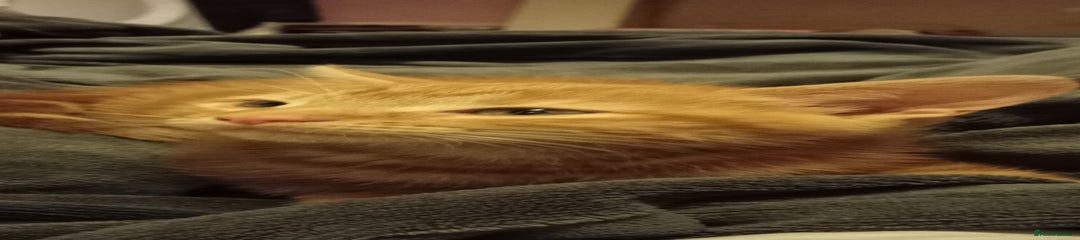 Domestic Shorthair Kitten 1