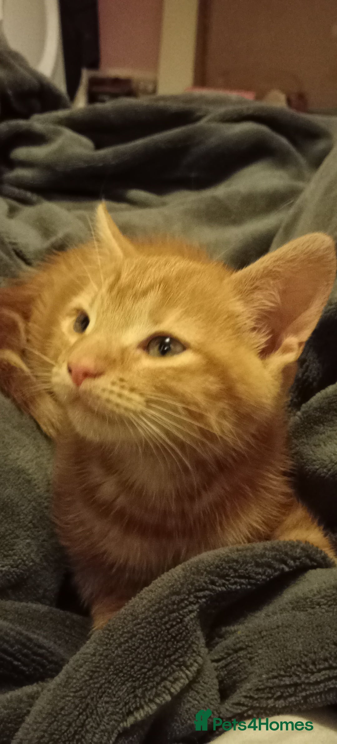 Domestic Shorthair cats for sale: Beautiful kittens - Image 2