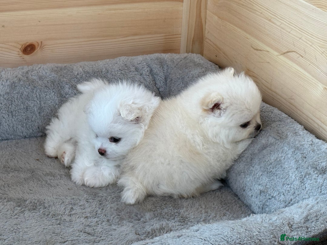 Pomeranian dogs for sale: KC Reg show quality Poms, 5 🌟 homes Only - Image 11