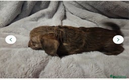 Doxiepoo dogs for sale: Doxipoo  - Image 5