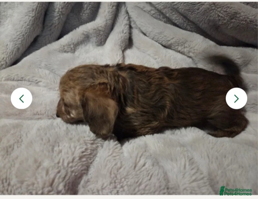 Doxiepoo dogs for sale: Doxipoo  - Image 5
