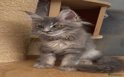 Maine Coon cats for sale: XL maine coon kittens Russia bloodlines Ready Now in Spalding - Image 16