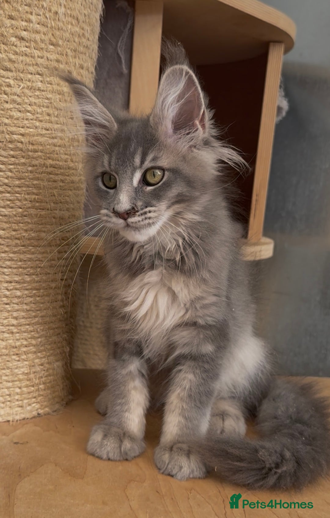 Maine Coon cats for sale: XL maine coon kittens Russia bloodlines Ready Now in Spalding - Image 16