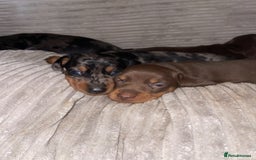 Miniature Dachshund dogs for sale: KC Reg Pedigree Mini Smooth Haired Dachshunds - Image 23