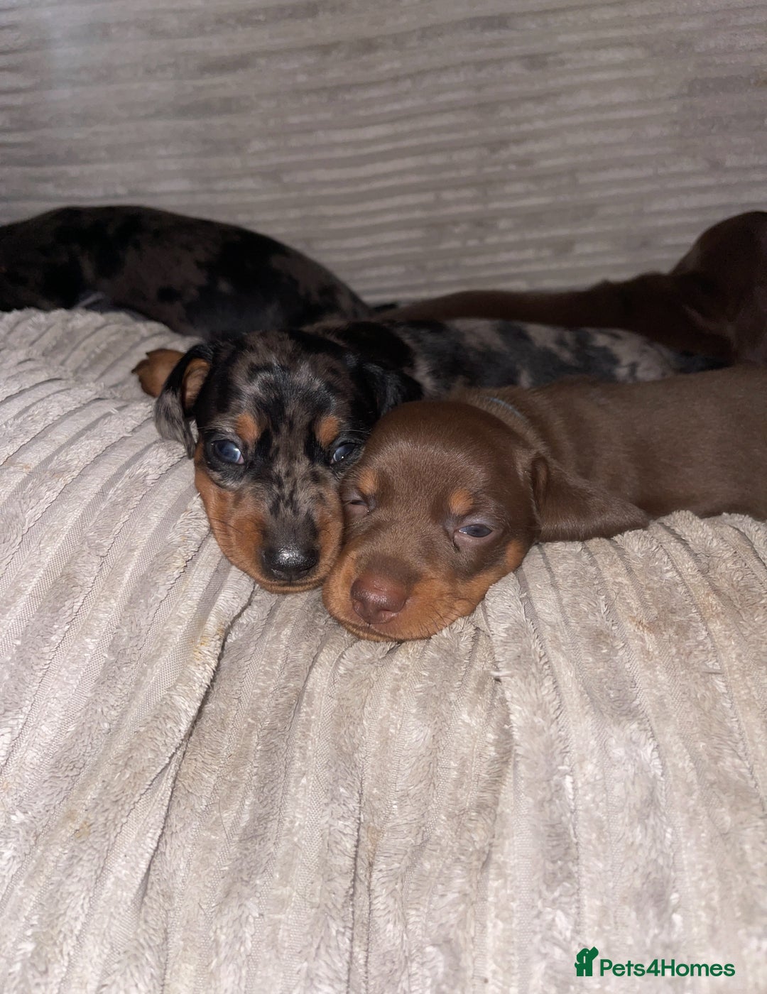 Miniature Dachshund dogs for sale: KC Reg Pedigree Mini Smooth Haired Dachshunds - Image 23