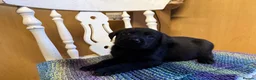 Labrador Retriever dogs for sale: 4 stunning black lab puppies - Advert 4