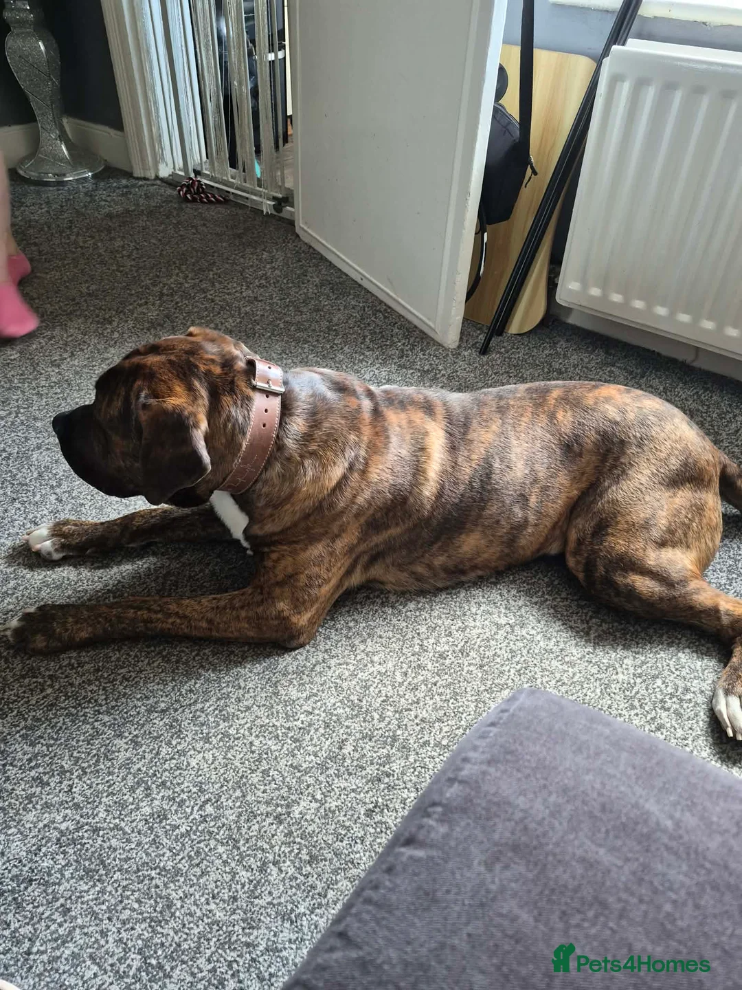 Mixed Breed dogs for sale: Presa Canario  - Advert 5