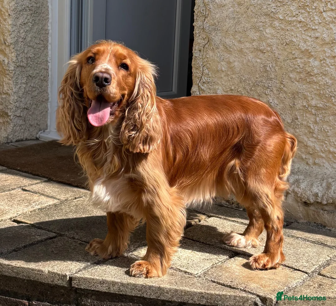 Cocker Spaniel dogs for sale: Kennel Club Registered Cocker Spaniel boy puppies. - Advert 1