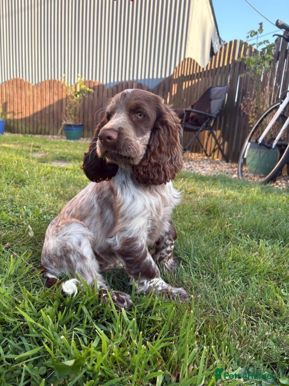 Cocker Spaniel dogs KC registered cocker spaniel puppies  - Advert 17