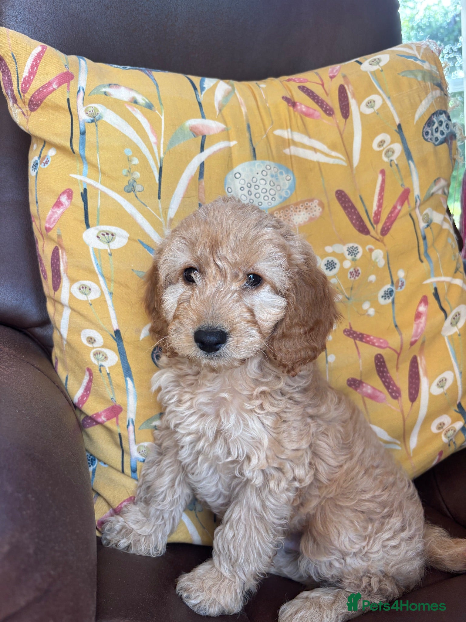 Cockapoo dogs Gorgeous litter of cockapoo puppies for sale  - Advert 2