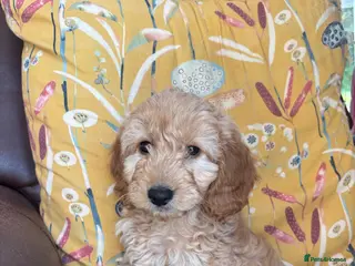Cockapoo dogs Gorgeous litter of cockapoo puppies for sale - Advert 2