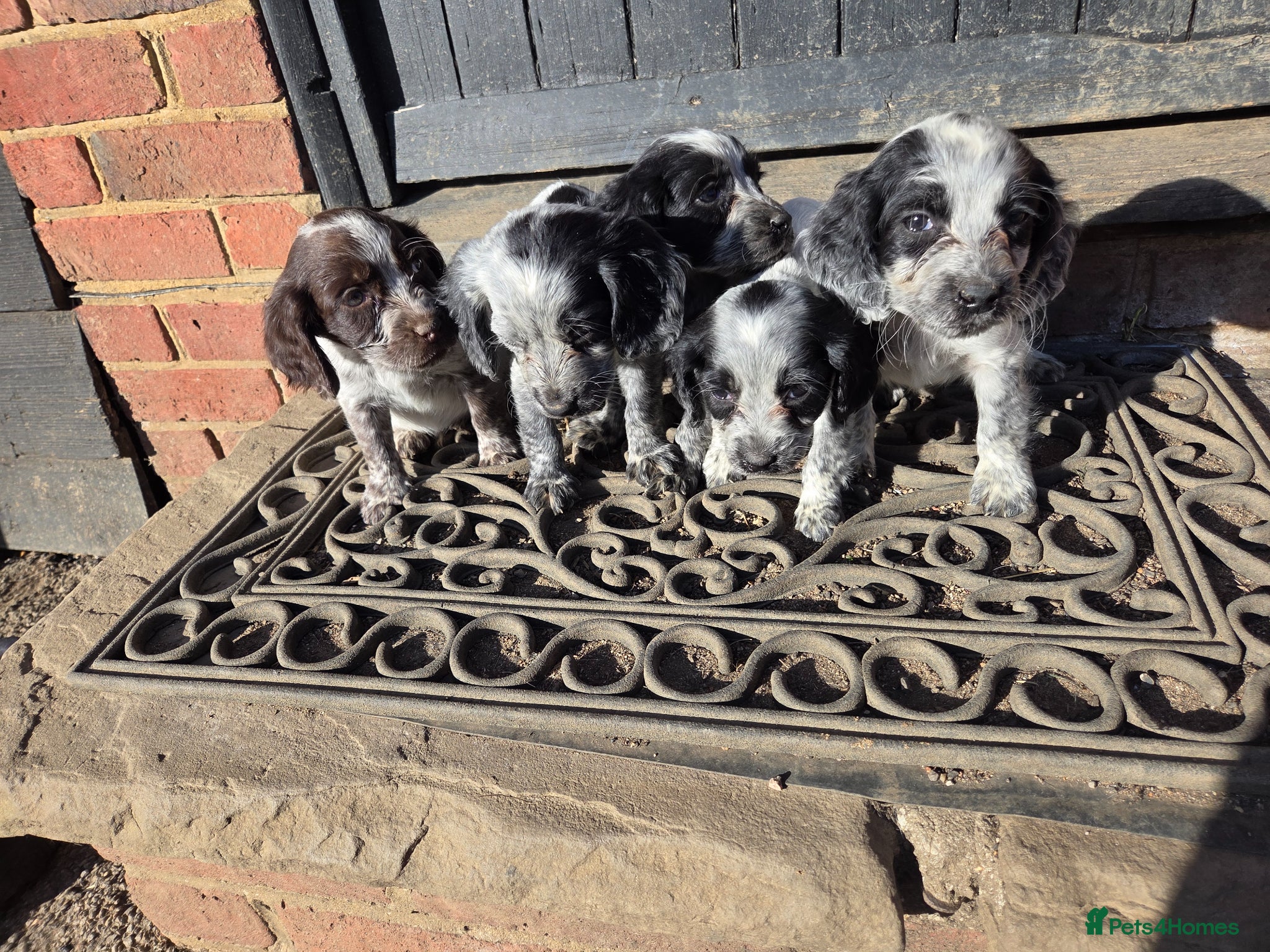 Cocker Spaniel dogs ❗️5 beautiful cocker spaniel puppies❗️🥰 - Advert 11